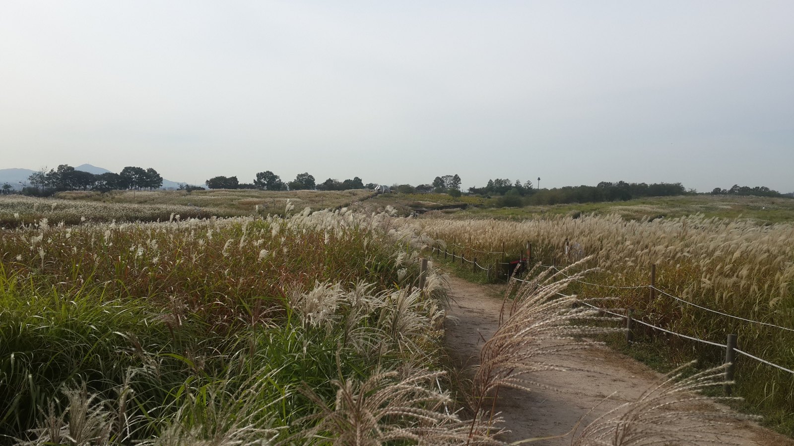 Silver grass field on the plateau of Haneul Park, Seoul, in October