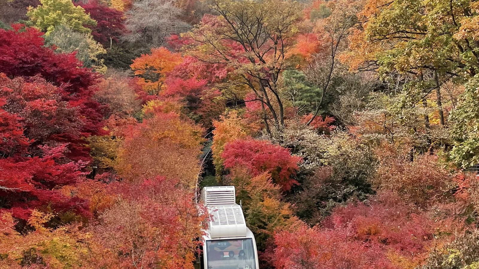 Monorail among autumn trees at Hwadamsup, photographed in 2021