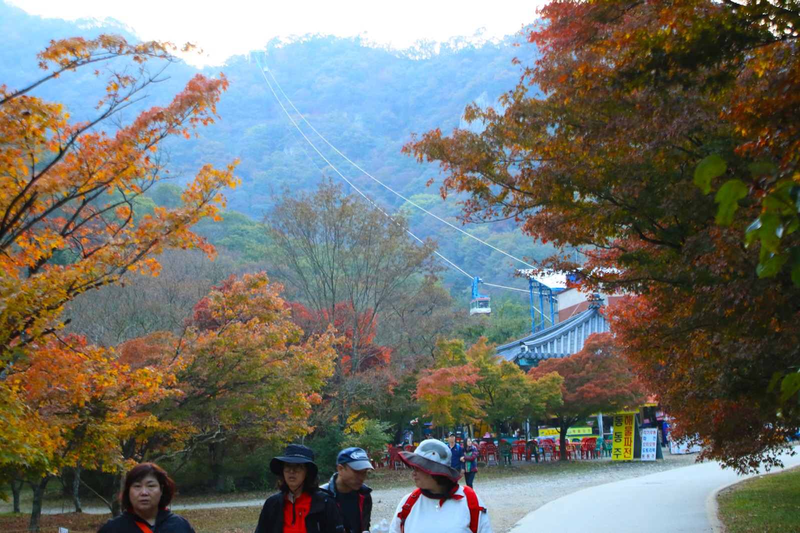 The Naejangsan cable car rising over red autumn maples in Naejangsan National Park