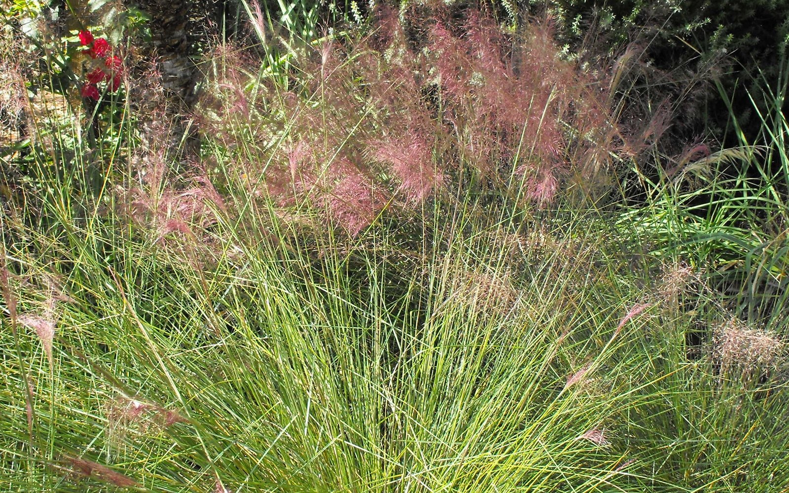 Pink muhly grass (Muhlenbergia capillaris) in bloom, a species photograph rather than a Korean field