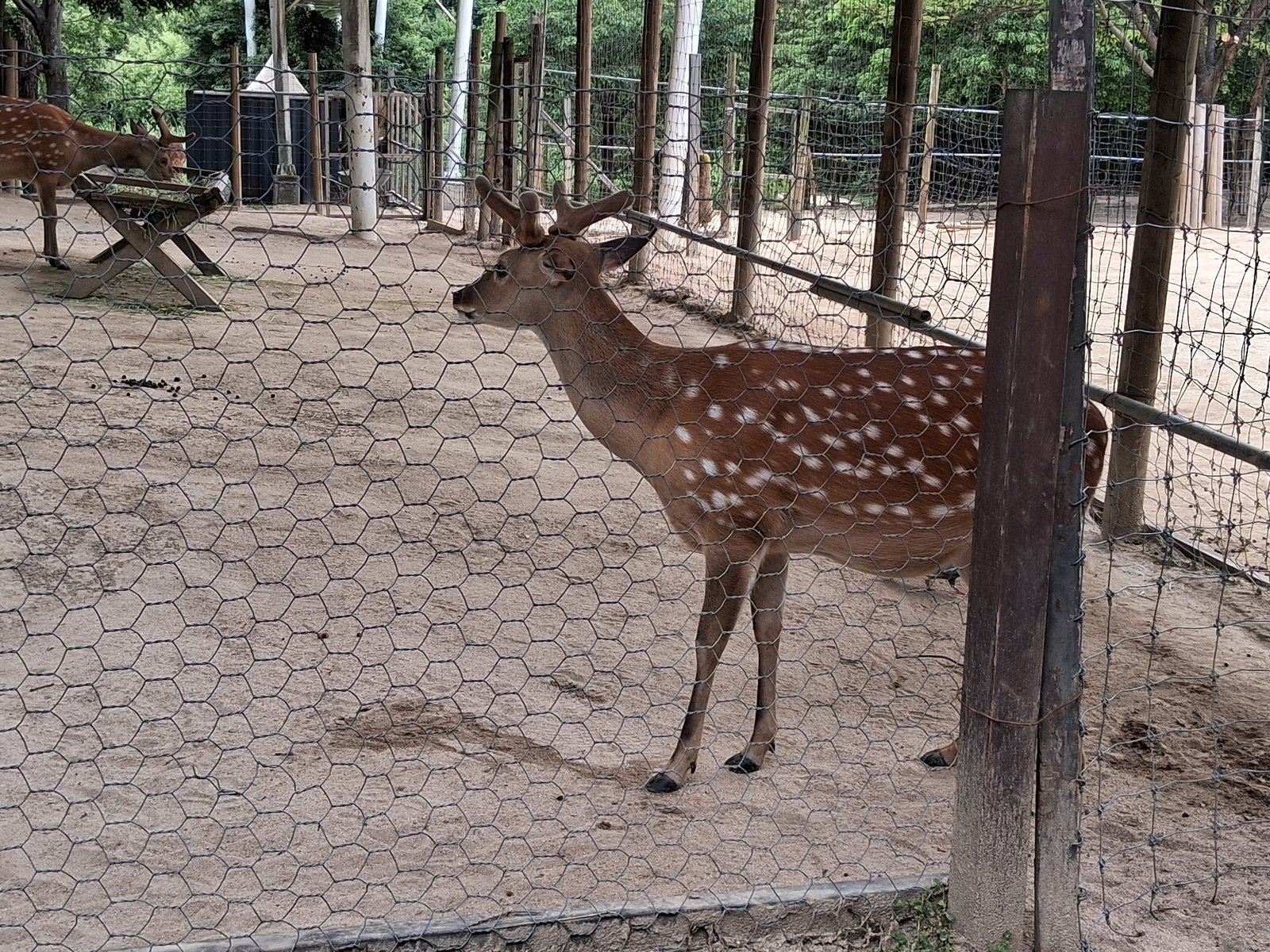 Sika deer in the Ecological Forest enclosure at Seoul Forest park, Seoul