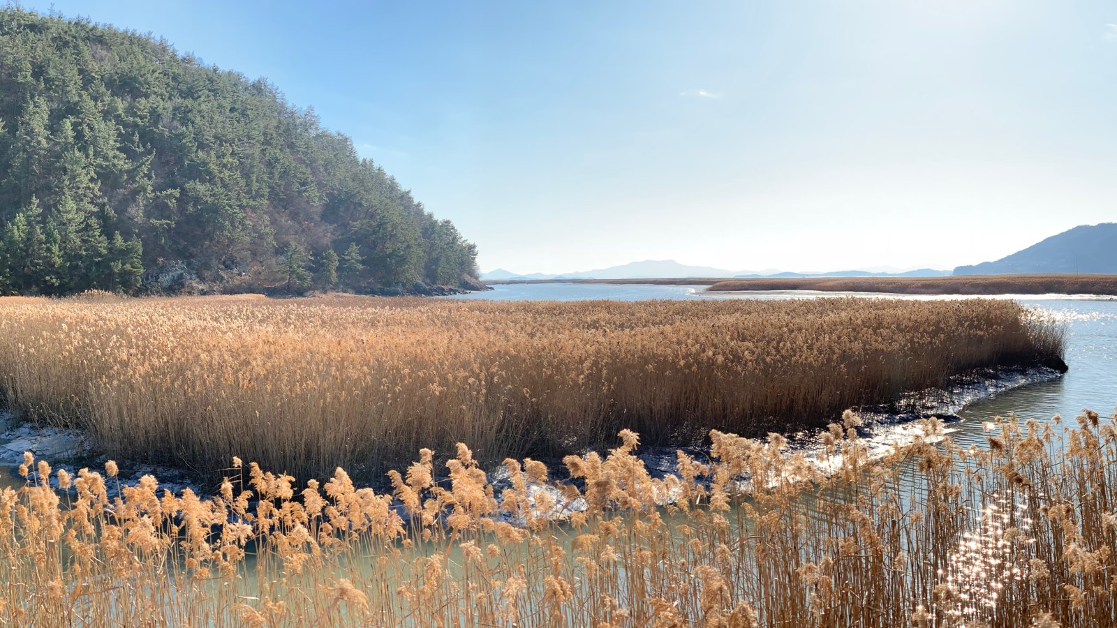 Golden reed beds and tidal channels of Suncheon Bay wetland with wooded hills behind